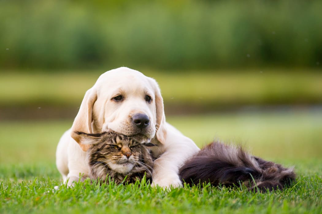 Puppy cuddling a kitten at Riverstone Apartments in Bryan, Texas