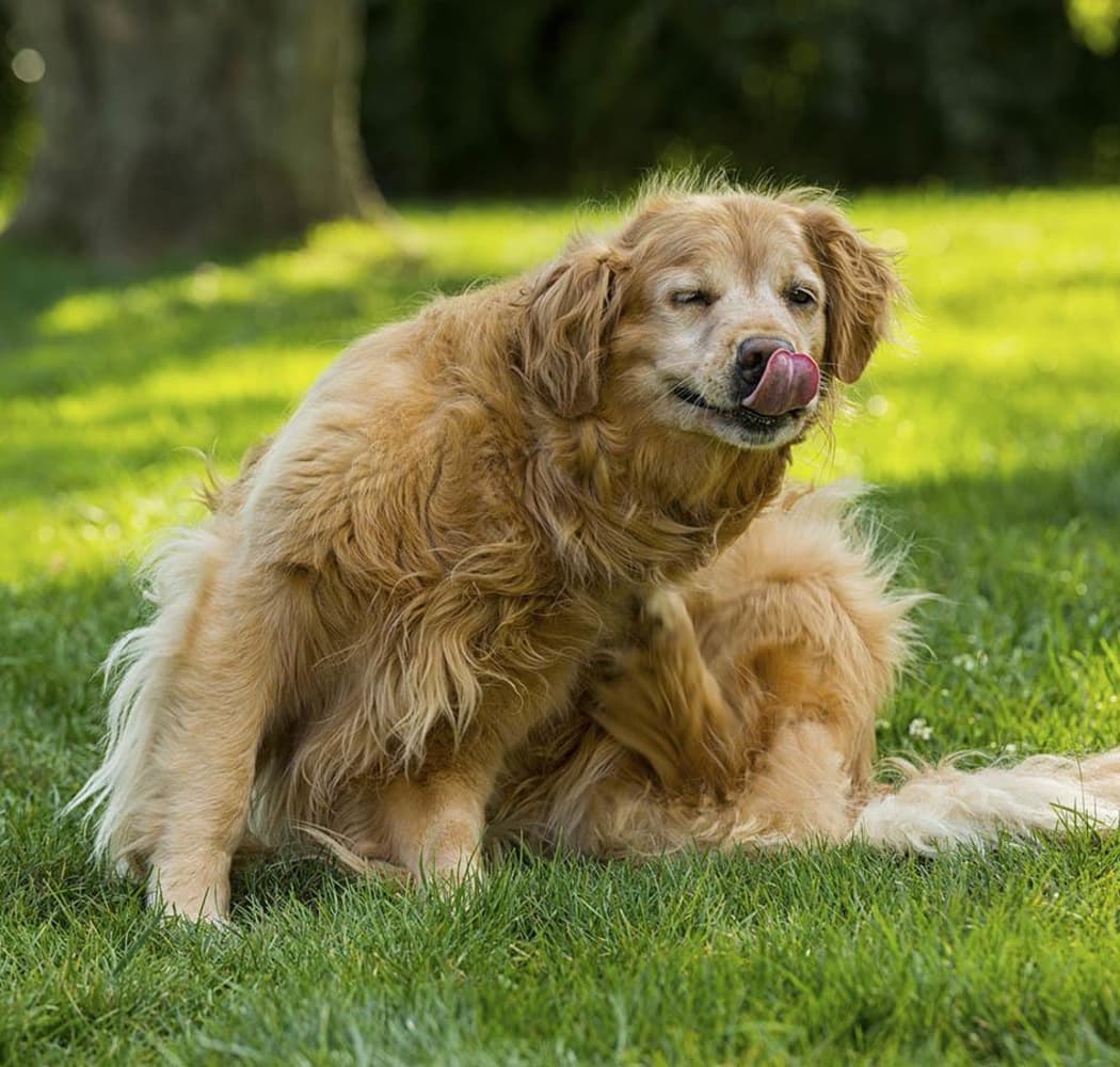 Dog with fleas scratching himself; in need of flea and tick treatment at Arizona Avenue Animal Clinic in Chandler, AZ