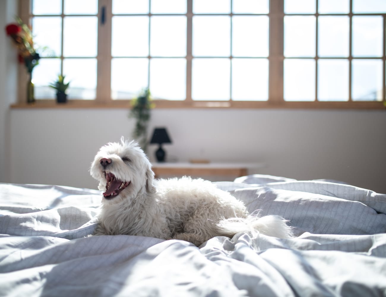 Happy dog in her new Cambridge Management Services, Inc. home in Altamonte Springs, Florida