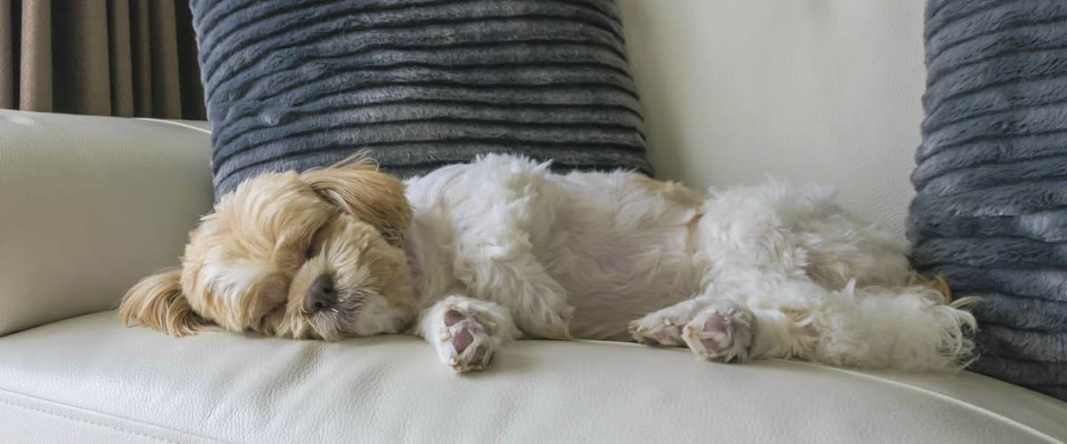Cute puppy sleeping at Crossings at Olde Towne in Gaithersburg, Maryland