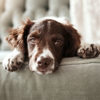 Dog at The Laurel in Pensacola, Florida