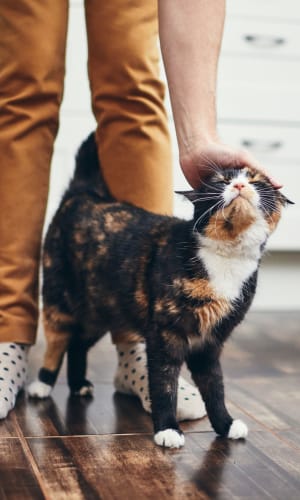 Resident giving her cat a scratch in the kitchen of their home at Sierra Vista Apartments in Midlothian, Texas