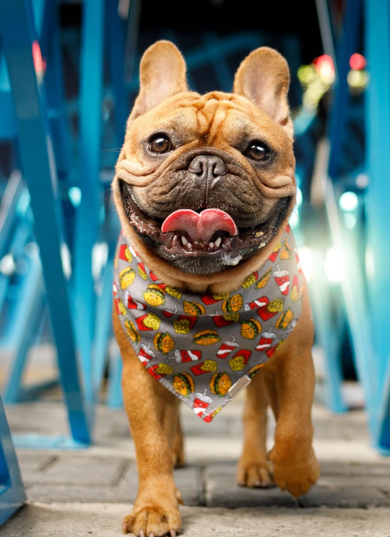 Two pets maximum per apartment at Marq Midtown 205 in Charlotte, North Carolina