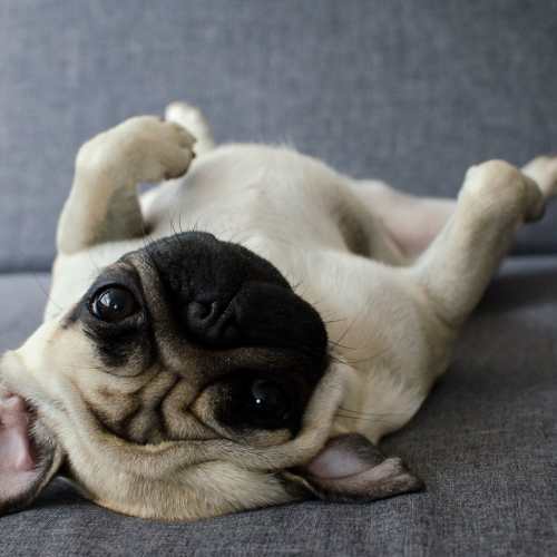 Dog relaxing at home Avonlea Tributary in Lithia Springs, Georgia