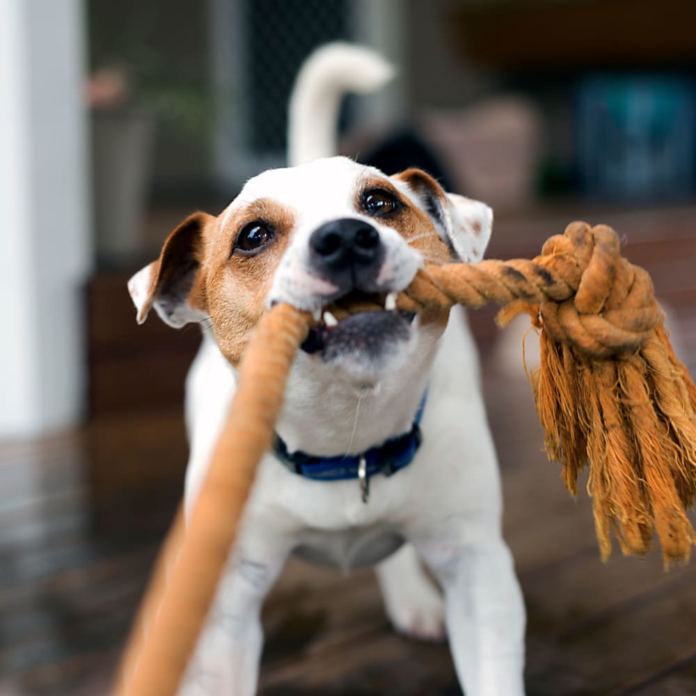 Dog playing tog of war at Bellrock Sawyer Yards in Houston, Texas