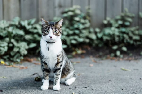 Cat in its home near Portico at West 8 Apartments in Houston, Texas