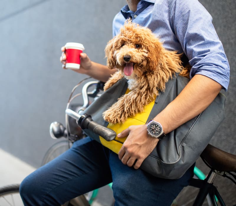 Resident carrying his dog in his bag while sitting on his bike near Marq on Burnet in Austin, Texas