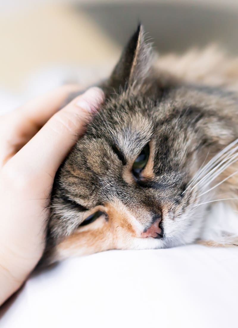 Two pets maximum per apartment at Alante at the Islands in Chandler, Arizona