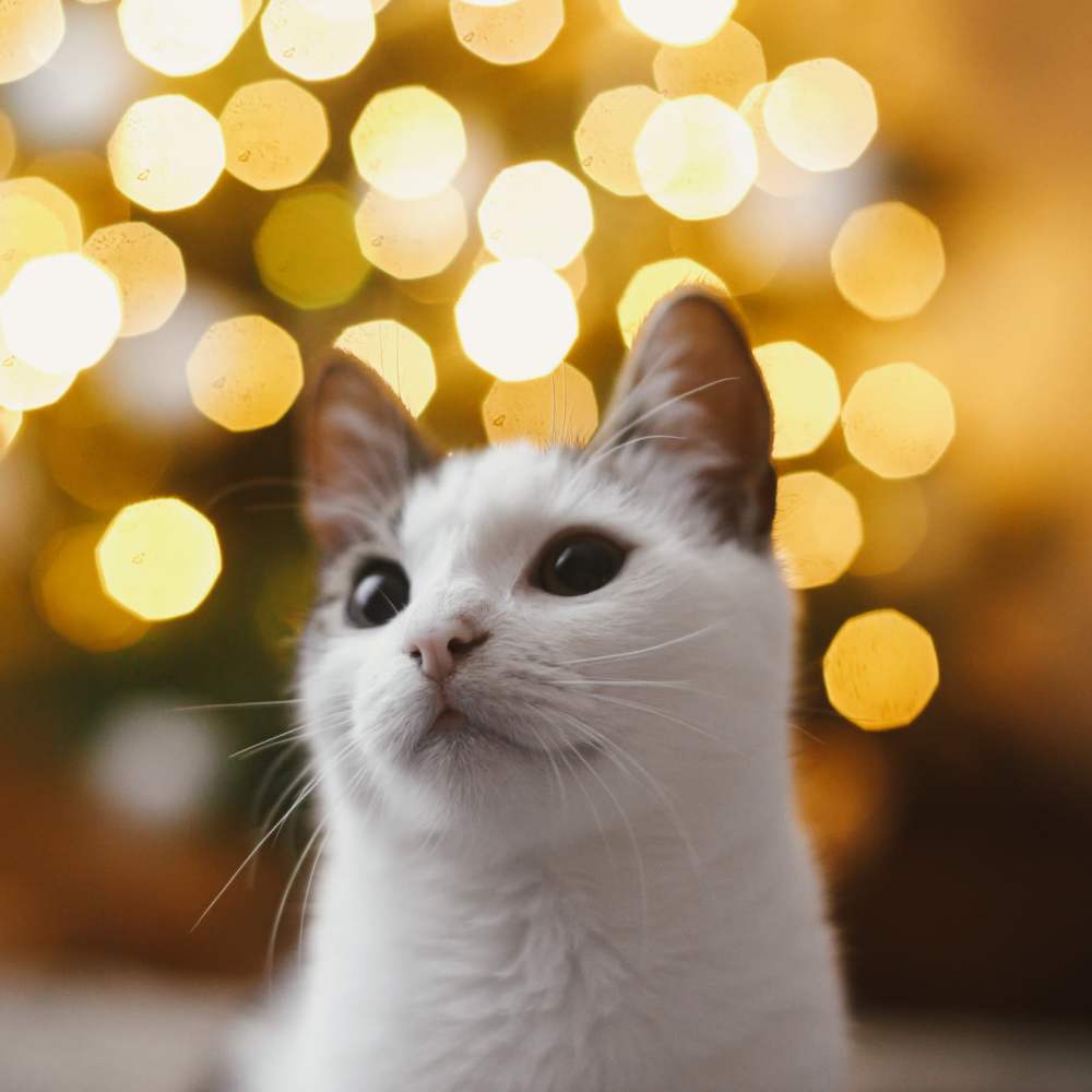 White cat with festive bokeh background The Simone in Silver Spring, Maryland