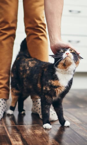 Resident giving her cat a scratch in the kitchen of their home at Parkway Villas in Grand Prairie, Texas