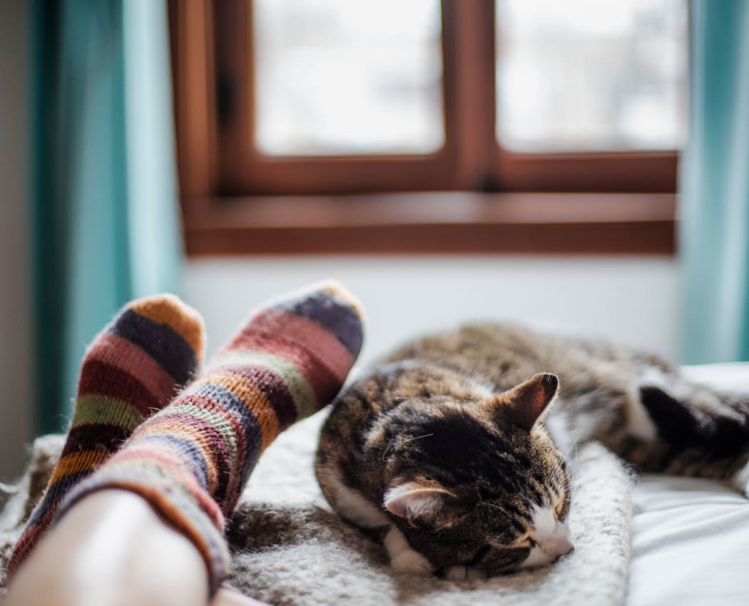 Cat sleeping by owner's legs at Diablo Pointe in Walnut Creek, California