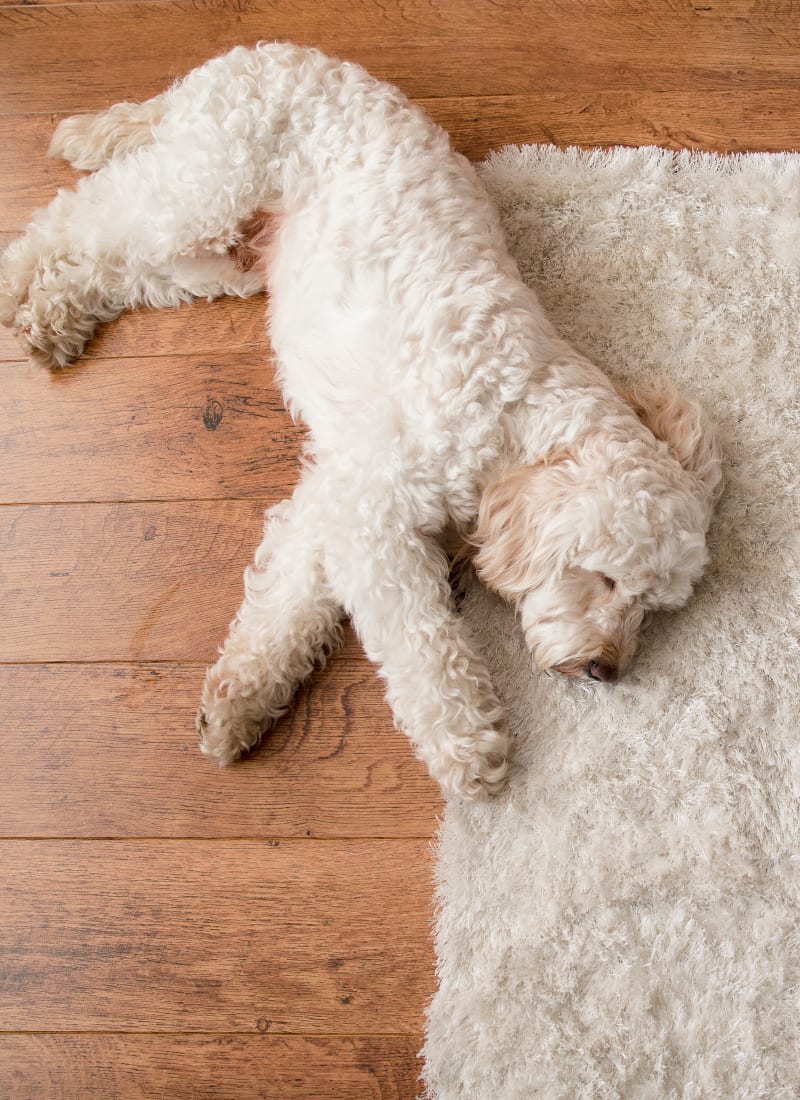 No pet weight limits at Marquis at Desert Ridge in Phoenix, Arizona