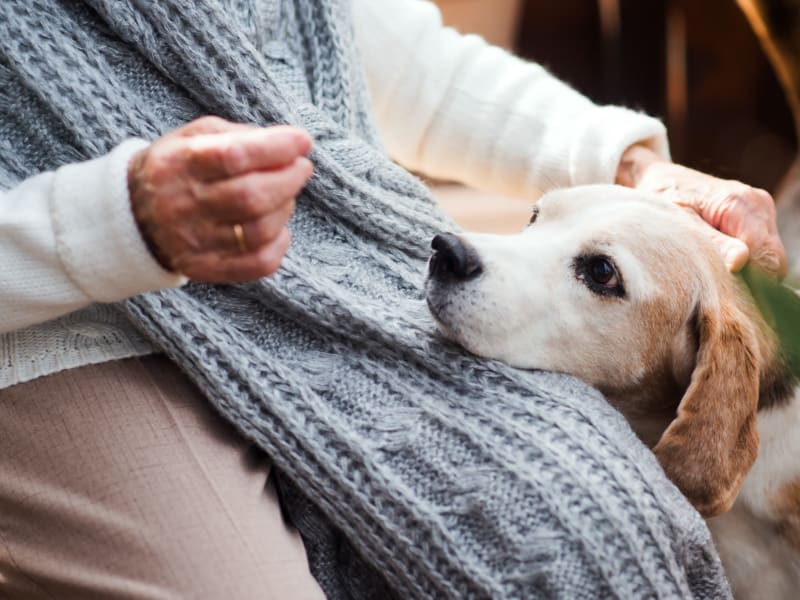 Resident petting their dog that is visiting at Ingleside Communities in Mount Horeb, Wisconsin