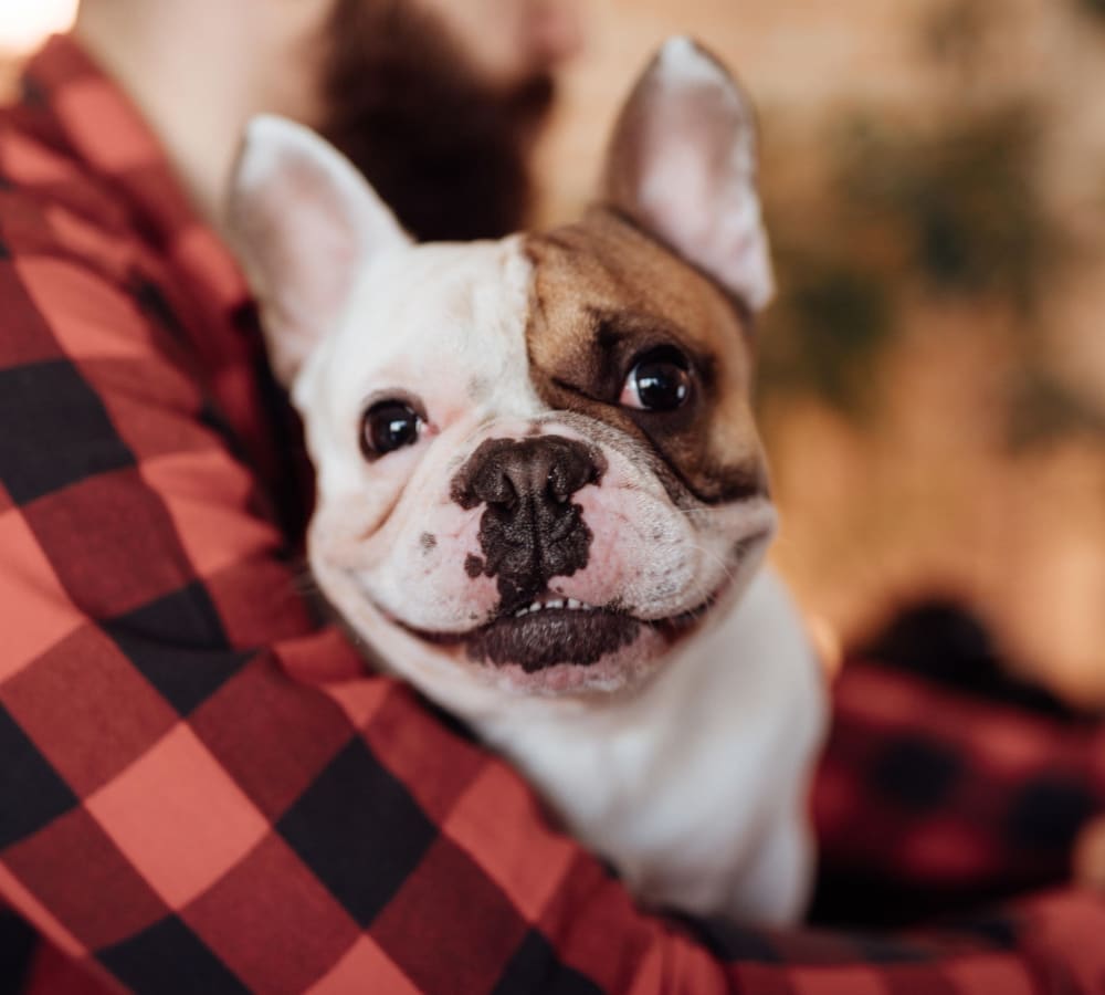 Resident hugging their dog at Courtney Isles in Yulee, Florida
