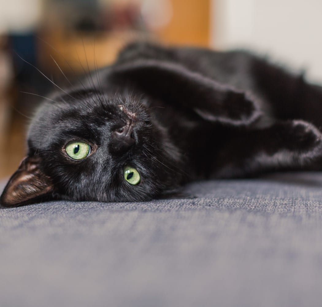 Happy cat laying on a couch at Sunchase Apartments in Tulsa, Oklahoma