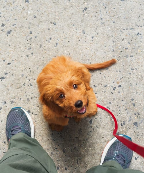 Resident dog going for a walk at at The Commons at Olentangy in Columbus, Ohio