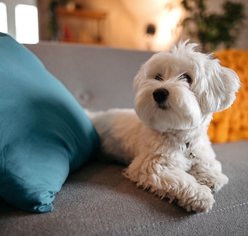 Happy dog laying on a couch at Windsail Apartments in Tulsa, Oklahoma