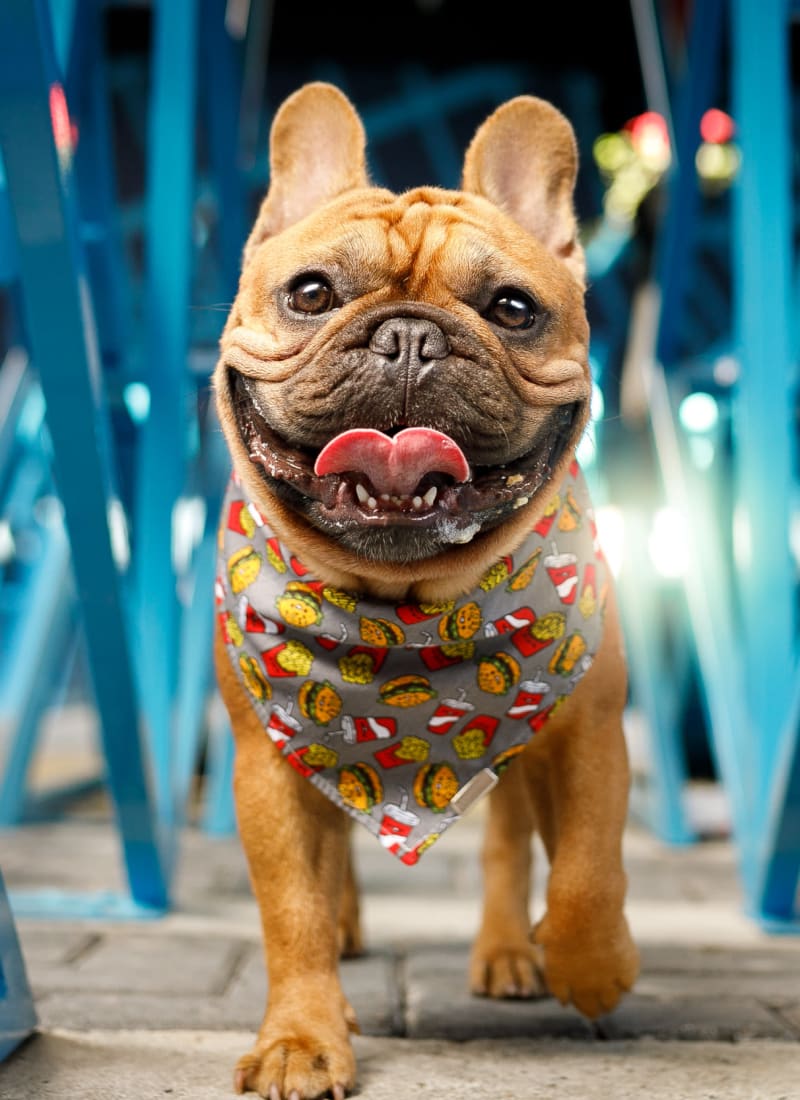 Pet fees at Westerly 360 in Austin, Texas