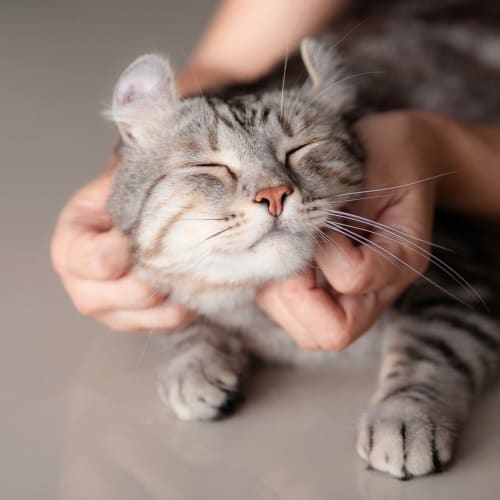 Happy kitten getting some face love at Brookside Heights Apartments in Cumming, Georgia