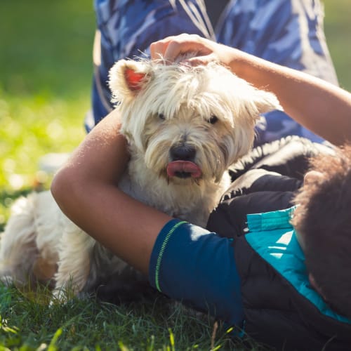 Boy playing in the grass with his cute puppy at The Mayfair Apartment Homes in New Orleans, Louisiana