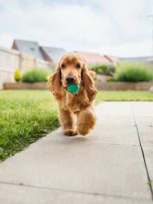 Resident puppy carrying a ball at Auberge of Burleson in Burleson, Texas