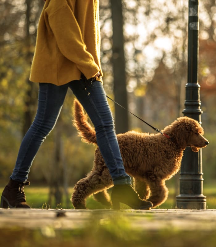 Entertainment and activities to explore near Biltmore at the Park in Pflugerville, Texas
