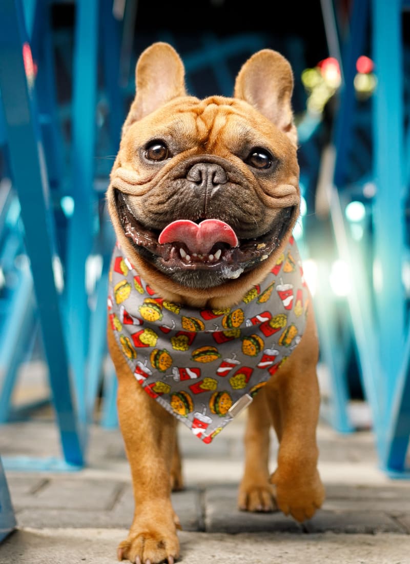 Breed restrictions at Marquis Midtown West in Atlanta, Georgia