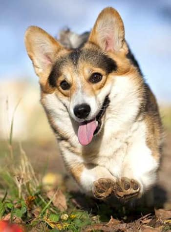 Corgi running playfully outside Parkview Animal Hospital in Warren, MI