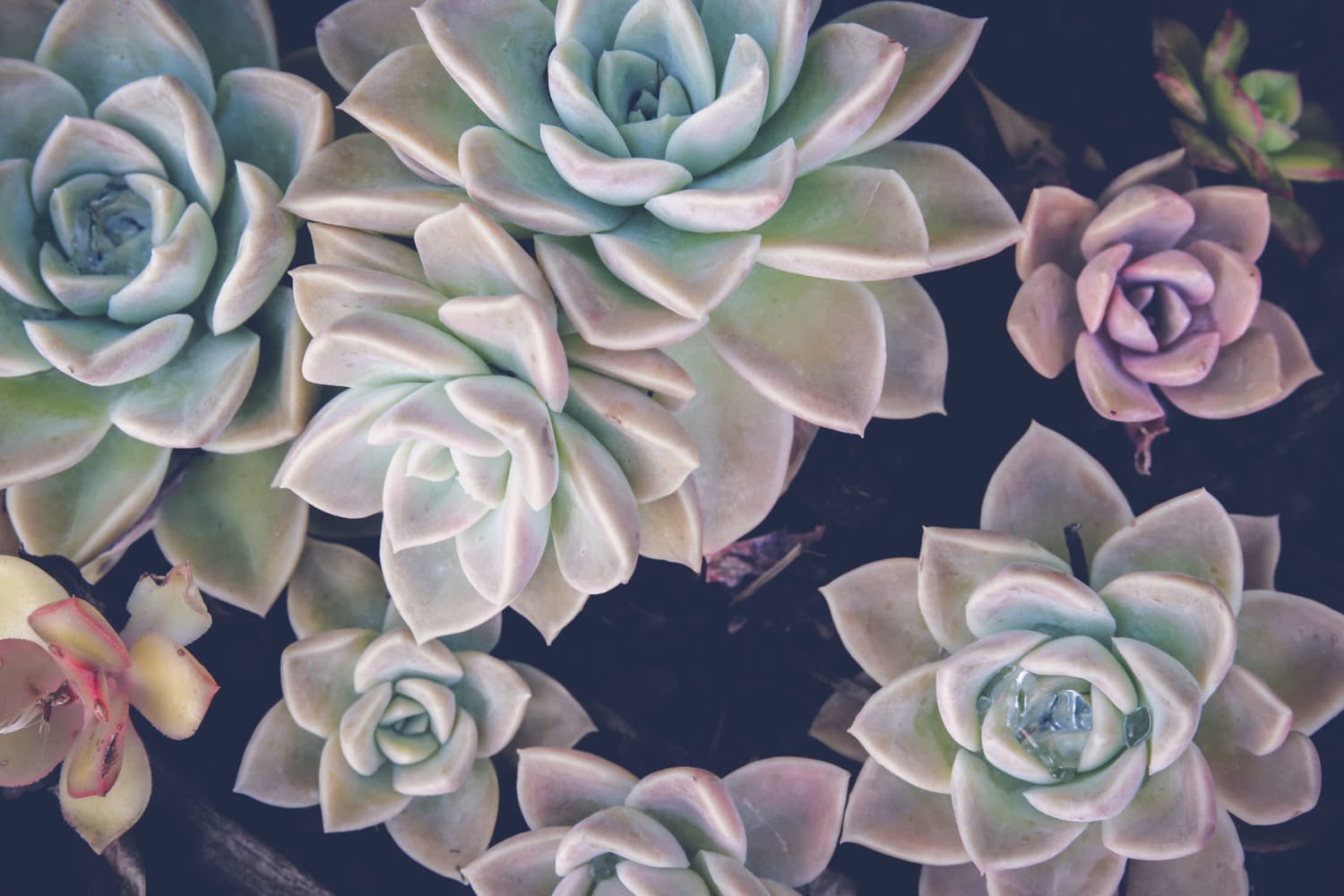 Cute little plant at Los Pecos Senior Apartments in Las Vegas, Nevada 