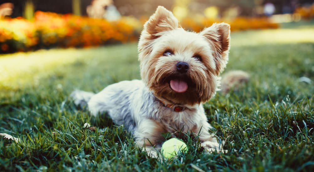 Resident and their dog playing near Harbortown Apartments in Orlando, Florida