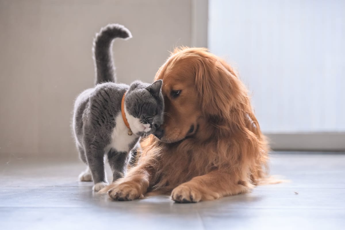 Pet-friendly homes at The Cottages at Ansley in Augusta, Georgia