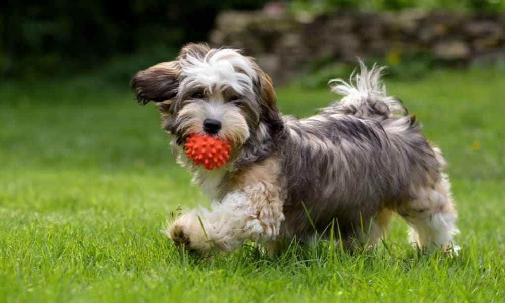 Pet dog at Meridian Meadows in Okemos, Michigan