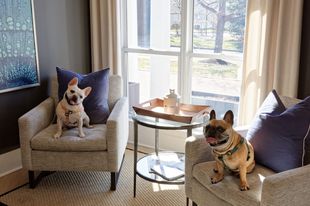 Dogs sitting in chairs at Stewards Crossing Apartments in Lawrenceville, New Jersey