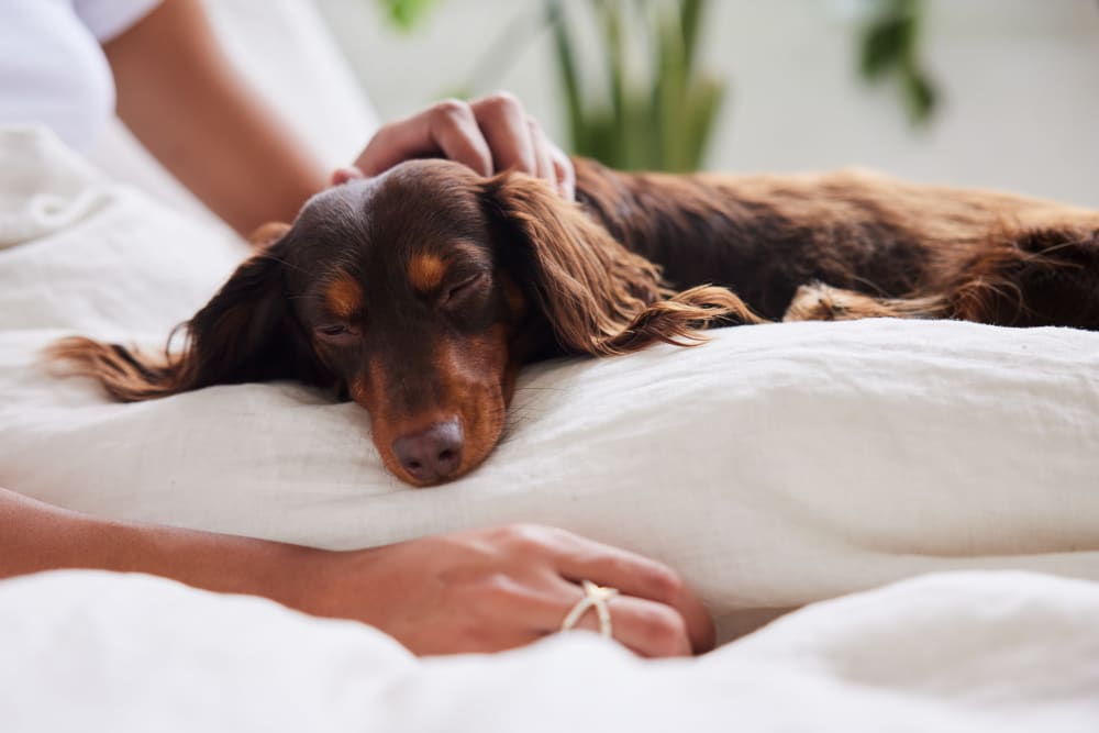 Resident dachshund relaxing in a pet-friendly home at Park Guilderland Apartments in Guilderland Center, New York