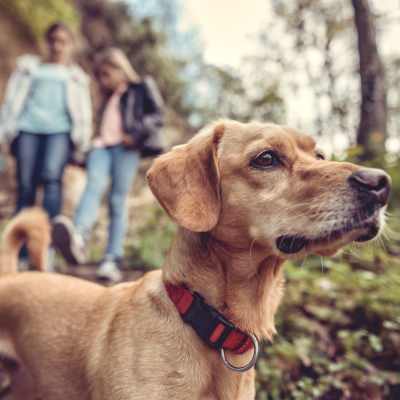 Residents on a walk with their dog near The Jade at Avondale in Decatur, Georgia