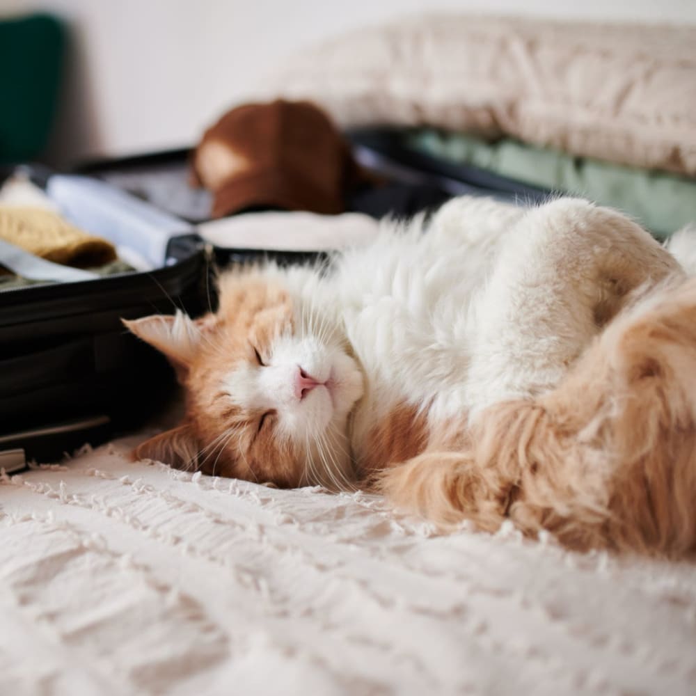 Cat laying on the bed in a bedroom at Pacific Palms in Stockton, California 