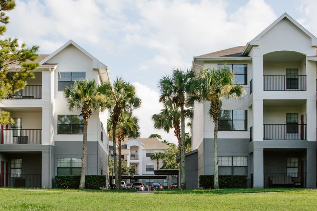 Beautiful view of the apartment homes from the parking lot surrounded by palm trees at The Ivy in Tampa, Florida