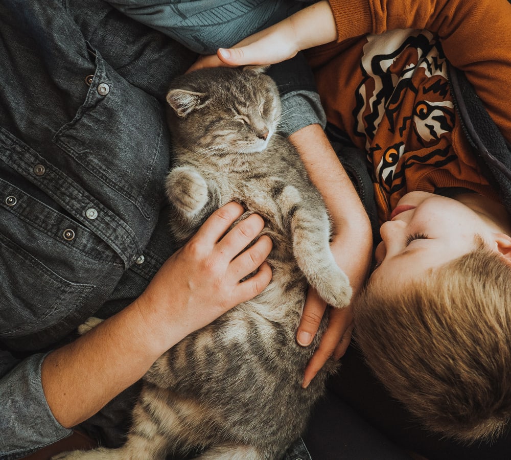 A cat on its owners lap with his child petting it at Lenox Gates in Mobile, Alabama