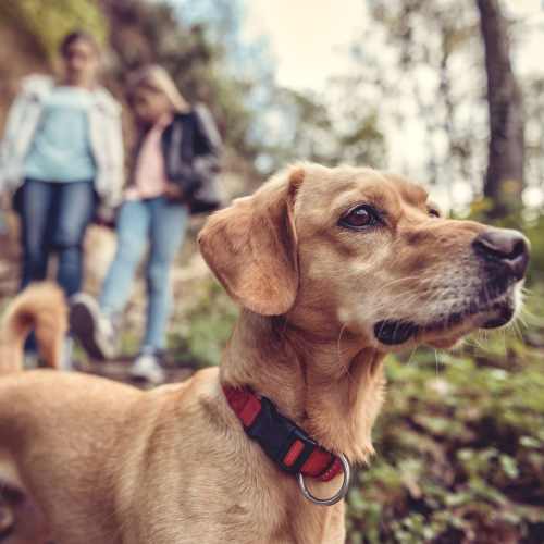 Residents on a walk with their pup near The Elysian at Stonefield in Charlottesville, Virginia