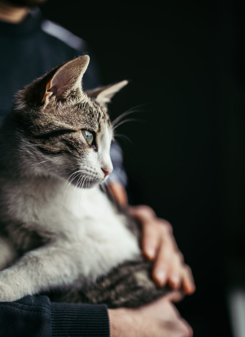 Pet fees at Marquis at Sonoran Preserve in Phoenix, Arizona
