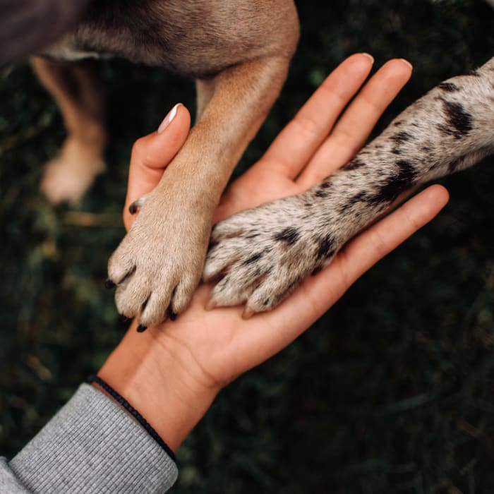 Resident dogs giving their owner a high-five at Westview Commons Apartments in Rochester, New York