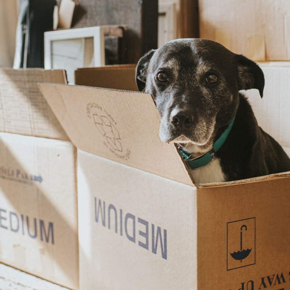 Cute dog in a box at Citizen Storage Management in Royal Oak, Michigan