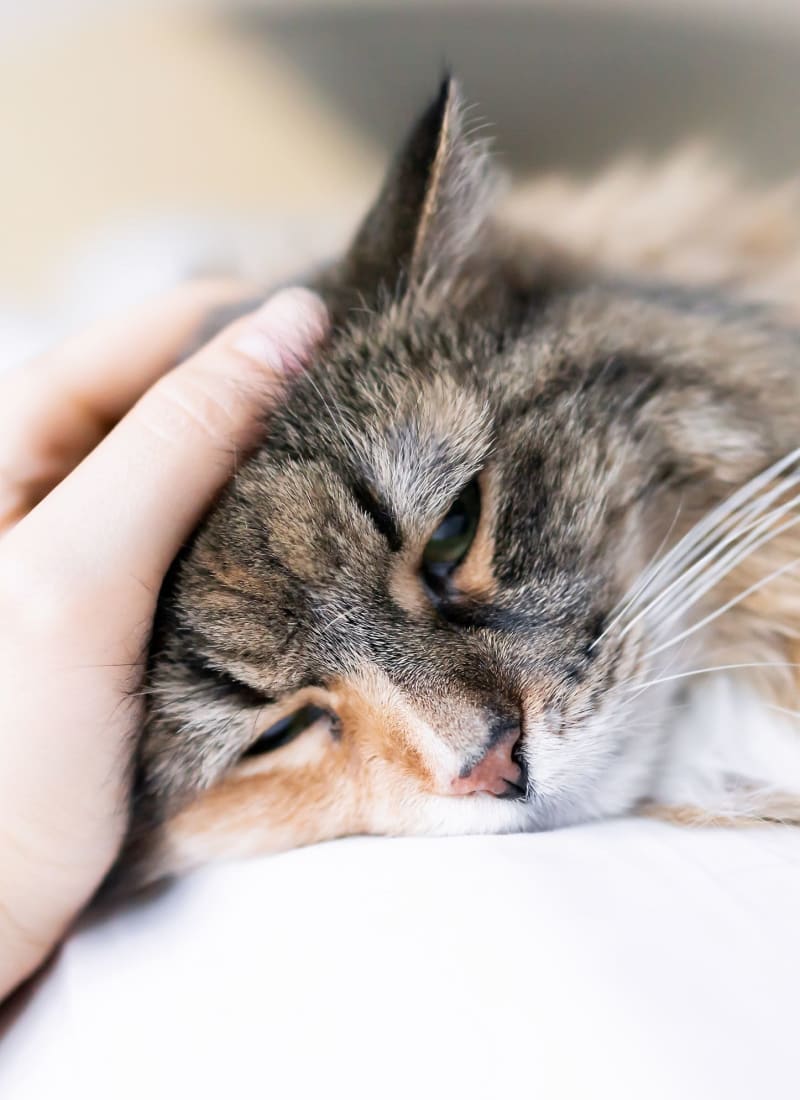 No pet weight limits at Marquis at Legacy in Plano, Texas