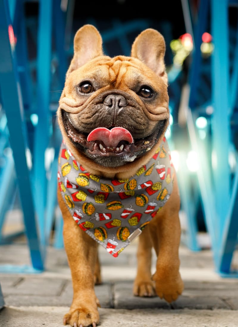 Two pets maximum per apartment at Marq Perimeter in Atlanta, Georgia