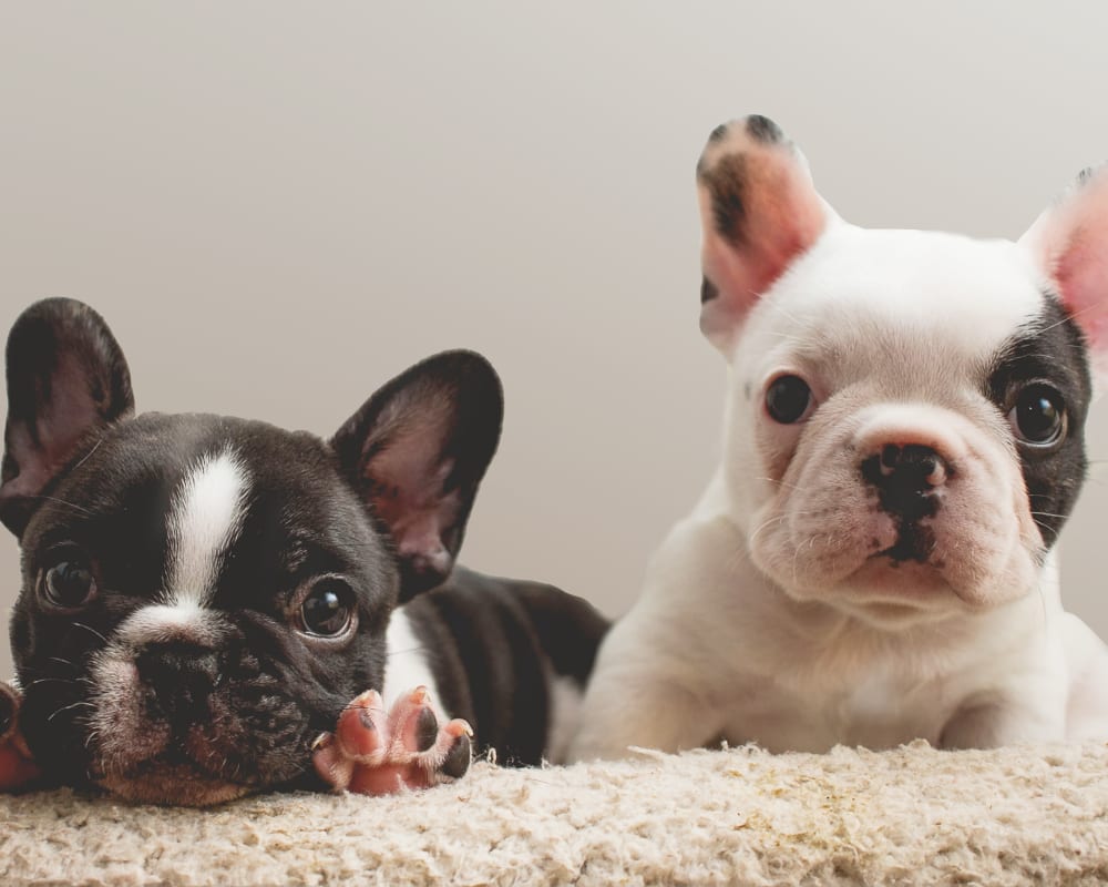 Two adorable French Bulldogs at Aiya in Gilbert, Arizona