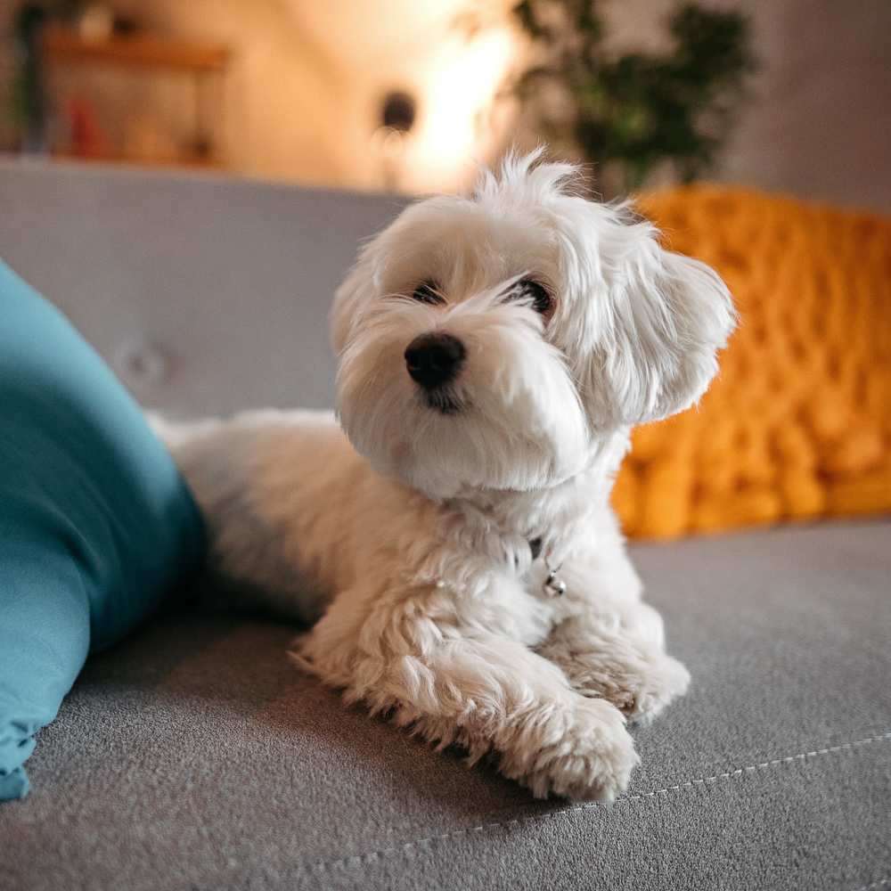 Puppy relaxing on the couch in their new apartment at Village Crest Apartment Homes in Smyrna, Tennessee