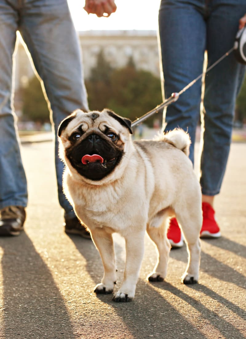 No pet weight limits at SoCo on The Lake in Austin, Texas