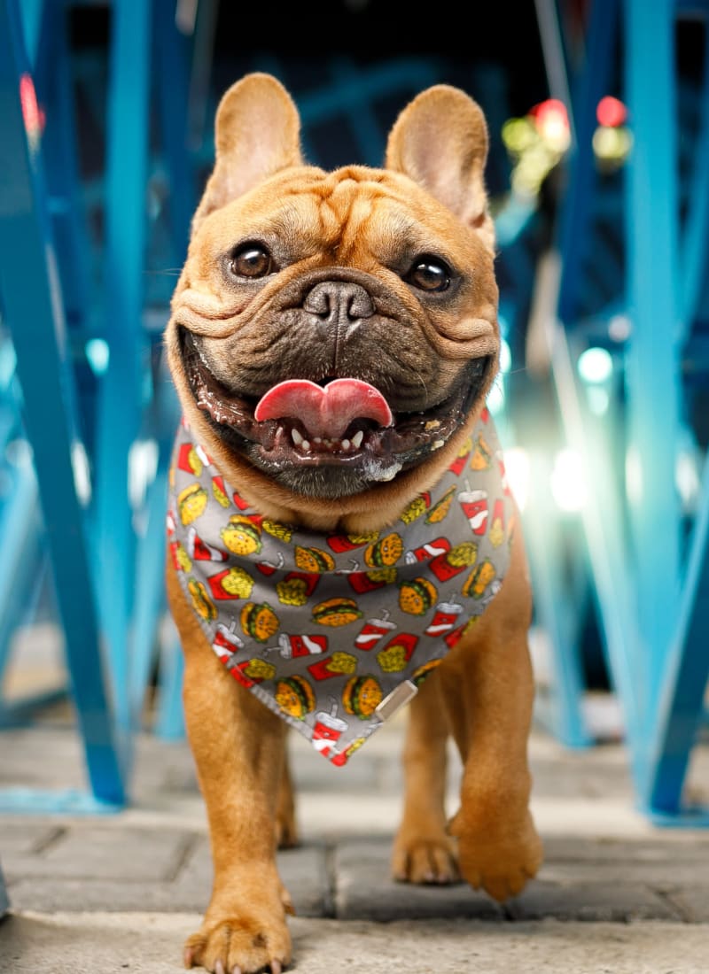 Breed restrictions at Marq 211 in Seattle, Washington