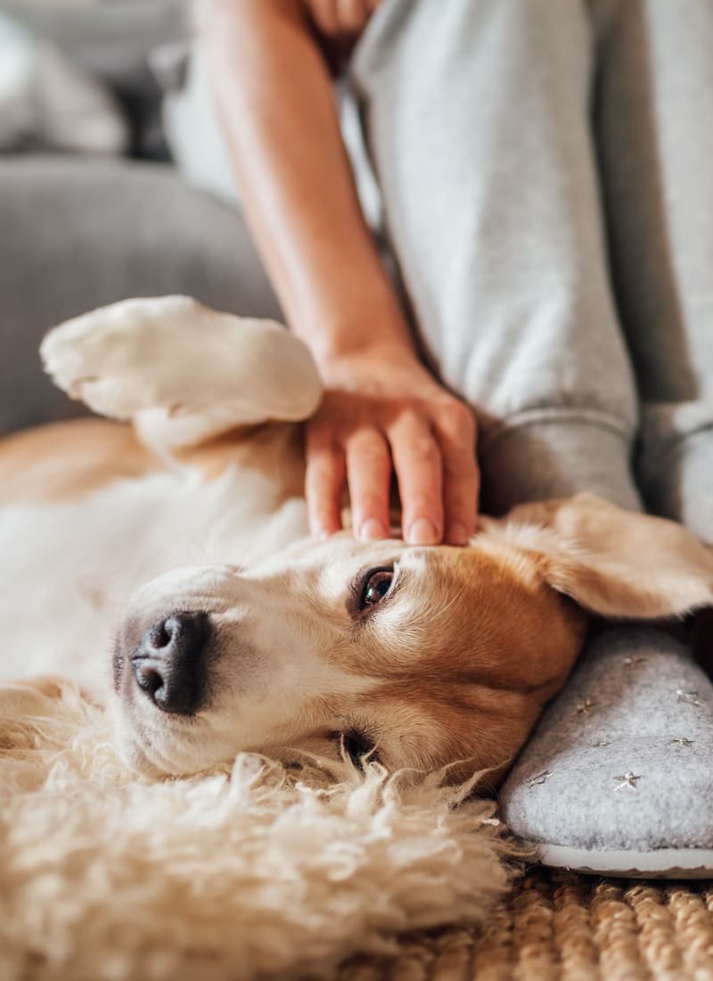 Breed restrictions at Marquis at Sugarloaf in Duluth, Georgia