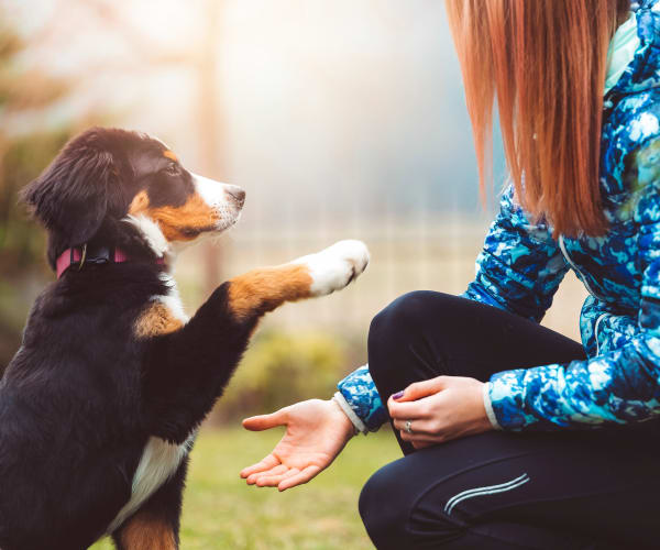 Woman teaching her dog to shake in Keizer, Oregon near Keizer Station Apartments